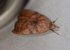 Tortricopsis euryphanella