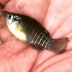 Fundulus xenicus