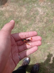 Callisphyris macropus