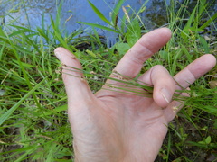 Eleocharis montevidensis