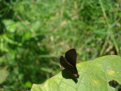 Pellicia dimidiata dimidiata