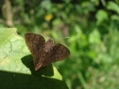 Pellicia dimidiata dimidiata