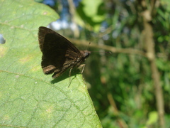 Pellicia dimidiata dimidiata