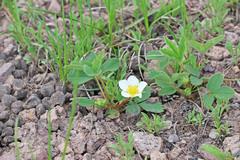 Fragaria virginiana glauca