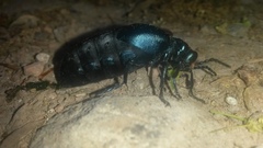 Meloe proscarabaeus