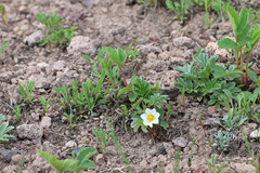 Fragaria virginiana glauca