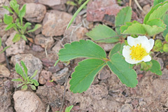 Fragaria virginiana glauca