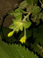 Capsicum rhomboideum