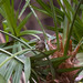 Thryothorus ludovicianus miamensis - Photo 由 Andrew Newmark 所上傳的 (c) Andrew Newmark，保留部份權利CC BY-NC