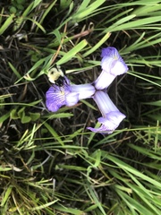 Iris tridentata