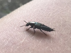Antimerus punctipennis