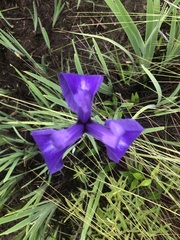Iris tridentata