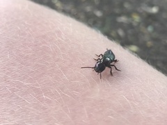 Antimerus punctipennis