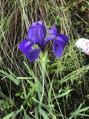 Iris tridentata