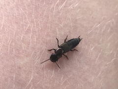 Antimerus punctipennis