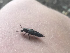 Antimerus punctipennis