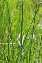 Juncus balticus ater