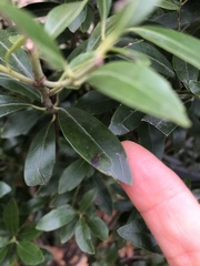 Phytomyza glabricola