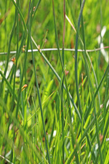 Juncus balticus ater