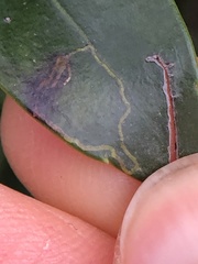 Phytomyza glabricola