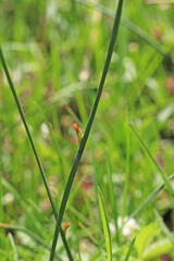 Juncus balticus ater