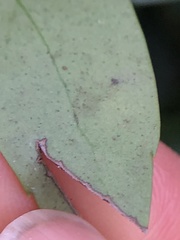 Phytomyza glabricola