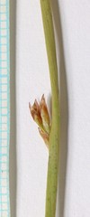 Juncus balticus ater