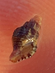 Pseudomelatomidae