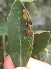 Phytomyza glabricola