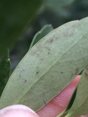Phytomyza glabricola