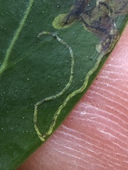 Phytomyza glabricola