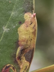 Phytomyza glabricola