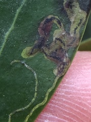 Phytomyza glabricola