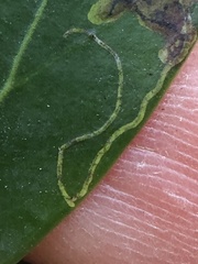 Phytomyza glabricola