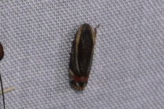 Microsargane vittata