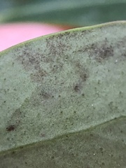 Phytomyza glabricola