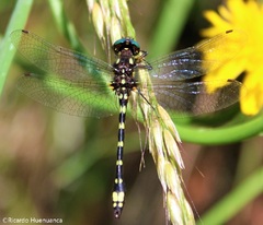 Gomphomacromia paradoxa