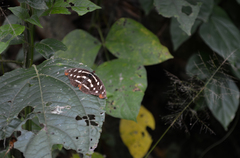 Catonephele acontius