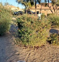 Calliandra californica