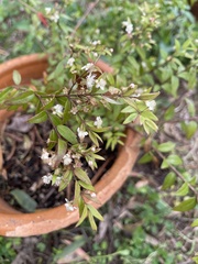 Austromyrtus