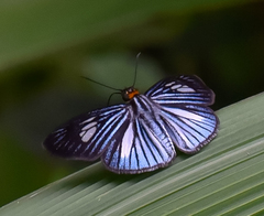 Pythonides lancea