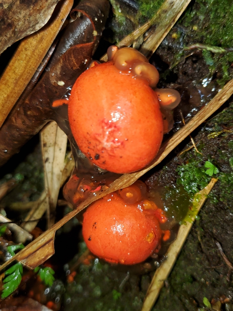 Calostoma cinnabarinum · December 2021 · photo: © gaudettelaura (iNaturalist, cc-by)
