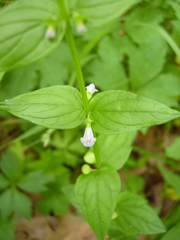 Scutellaria nervosa