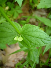 Scutellaria nervosa