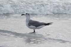Leucophaeus atricilla megalopterus