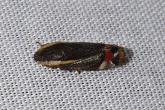 Microsargane vittata