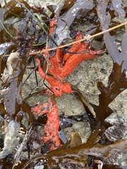 Metandrocarpa dura