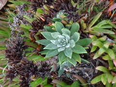Dudleya palmeri