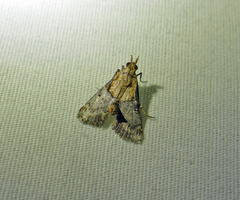 Cacozelia elegans