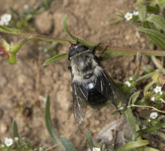Osca albithorax